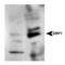 Dynamin 1 Like antibody, TA301511, Origene, Western Blot image 
