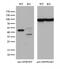 Heterogeneous Nuclear Ribonucleoprotein F antibody, M05806, Boster Biological Technology, Western Blot image 