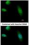 RAD23 Homolog B, Nucleotide Excision Repair Protein antibody, PA5-29840, Invitrogen Antibodies, Immunofluorescence image 