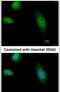 RAD23 Homolog B, Nucleotide Excision Repair Protein antibody, PA5-29840, Invitrogen Antibodies, Immunofluorescence image 