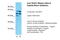 TEA Domain Transcription Factor 1 antibody, ARP39521_P050, Aviva Systems Biology, Western Blot image 