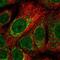 NRDE-2, Necessary For RNA Interference, Domain Containing antibody, NBP2-30609, Novus Biologicals, Immunocytochemistry image 