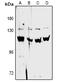 Complement Factor B antibody, MBS8221986, MyBioSource, Western Blot image 
