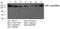 Mitogen-Activated Protein Kinase Kinase Kinase 5 antibody, PA5-37647, Invitrogen Antibodies, Western Blot image 