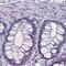 Cubilin antibody, NBP2-62596, Novus Biologicals, Immunohistochemistry paraffin image 