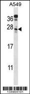 Mitochondria Localized Glutamic Acid Rich Protein antibody, 57-944, ProSci, Western Blot image 