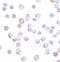 Maelstrom Spermatogenic Transposon Silencer antibody, 5667, ProSci, Immunocytochemistry image 