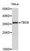 Tubulin Folding Cofactor B antibody, STJ25779, St John