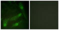 SMAD2 antibody, abx012486, Abbexa, Western Blot image 