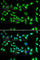 DnaJ Heat Shock Protein Family (Hsp40) Member B6 antibody, A7052, ABclonal Technology, Immunofluorescence image 