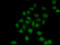 TEA Domain Transcription Factor 1 antibody, 14-950, ProSci, Immunofluorescence image 