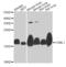 Visinin Like 1 antibody, orb373520, Biorbyt, Western Blot image 