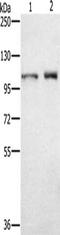 Outer dense fiber protein 2 antibody, CSB-PA093441, Cusabio, Western Blot image 