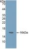 Gastrin Releasing Peptide antibody, abx131500, Abbexa, Western Blot image 