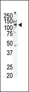 Ret Proto-Oncogene antibody, PA5-14723, Invitrogen Antibodies, Western Blot image 