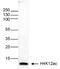 Histone Cluster 4 H4 antibody, NBP2-59241, Novus Biologicals, Western Blot image 