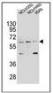 Leukocyte Immunoglobulin Like Receptor A2 antibody, AP52479PU-N, Origene, Western Blot image 