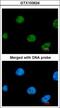 Zinc Finger Protein 211 antibody, LS-C185551, Lifespan Biosciences, Immunocytochemistry image 