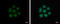 Nuclear Factor I A antibody, GTX114580, GeneTex, Immunocytochemistry image 