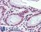 Nuclear Receptor Subfamily 1 Group H Member 3 antibody, LS-B3526, Lifespan Biosciences, Immunohistochemistry paraffin image 