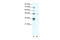 Nuclear Factor I C antibody, 31-193, ProSci, Western Blot image 