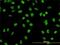 GATA Binding Protein 2 antibody, H00002624-M01, Novus Biologicals, Immunofluorescence image 