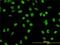 GATA Binding Protein 2 antibody, H00002624-M01, Novus Biologicals, Immunofluorescence image 