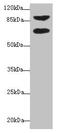 Deltex E3 Ubiquitin Ligase 2 antibody, LS-C675669, Lifespan Biosciences, Western Blot image 