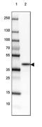 Nuclear Receptor Binding Factor 2 antibody, PA5-63733, Invitrogen Antibodies, Western Blot image 
