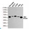 RAD9 Checkpoint Clamp Component A antibody, LS-C814115, Lifespan Biosciences, Western Blot image 