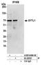 Synaptotagmin Like 1 antibody, A305-648A-M, Bethyl Labs, Immunoprecipitation image 