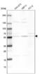 Probable Xaa-Pro aminopeptidase 3 antibody, NBP1-89030, Novus Biologicals, Western Blot image 