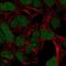 ADAM Metallopeptidase With Thrombospondin Type 1 Motif 17 antibody, NBP2-56304, Novus Biologicals, Immunofluorescence image 