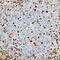 Paired Box 5 antibody, AF3487, R&D Systems, Immunohistochemistry paraffin image 