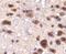 Jhdm2a antibody, NBP1-49601, Novus Biologicals, Immunohistochemistry paraffin image 