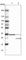 Electron Transfer Flavoprotein Subunit Alpha antibody, HPA018996, Atlas Antibodies, Western Blot image 