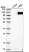 Kiaa0239 antibody, NBP1-81531, Novus Biologicals, Western Blot image 