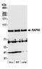 Ubiquitin Interaction Motif Containing 1 antibody, A300-764A, Bethyl Labs, Western Blot image 