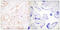 GATA Binding Protein 3 antibody, LS-C117899, Lifespan Biosciences, Immunohistochemistry paraffin image 