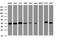 Tubulin-specific chaperone C antibody, NBP2-46075, Novus Biologicals, Western Blot image 