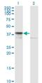 DnaJ Heat Shock Protein Family (Hsp40) Member B6 antibody, H00010049-M02, Novus Biologicals, Western Blot image 