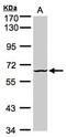 Dual Specificity Tyrosine Phosphorylation Regulated Kinase 3 antibody, orb73707, Biorbyt, Western Blot image 