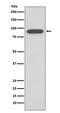 Calnexin antibody, M03372-1, Boster Biological Technology, Western Blot image 