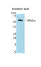 Calbindin 1 antibody, LS-C293103, Lifespan Biosciences, Western Blot image 