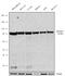 SMAD Specific E3 Ubiquitin Protein Ligase 2 antibody, 702291, Invitrogen Antibodies, Western Blot image 