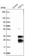 Ferredoxin 2 antibody, PA5-60572, Invitrogen Antibodies, Western Blot image 
