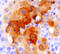 Inhibitor Of Growth Family Member 1 antibody, AF5758, R&D Systems, Immunohistochemistry frozen image 