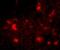 Dishevelled Binding Antagonist Of Beta Catenin 2 antibody, GTX85373, GeneTex, Immunohistochemistry paraffin image 