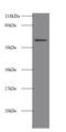 Alkaline Phosphatase, Intestinal antibody, LS-C211437, Lifespan Biosciences, Western Blot image 