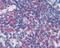 CD69 Molecule antibody, 48-007, ProSci, Immunohistochemistry frozen image 